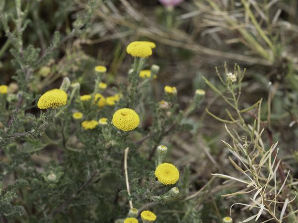 <h3><a href="/trips/ebro/biota/plantae/tracheophyta/magnoliopsida/asterales/asteraceae/anacyclus radiatus/anacyclus radiatus-nl.html">Anacyclus&nbsp;radiatus</a> /  / </h3>OM-1 met OLYMPUS M.40-150mm F2.8, 1/2000 sec  bij F5.6, ISO 1250, afstand 1.1&nbsp;m